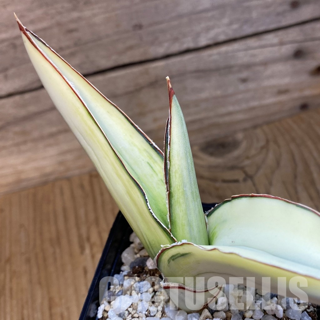 SH34013 Sansevieria robusta 'White' - Image 2
