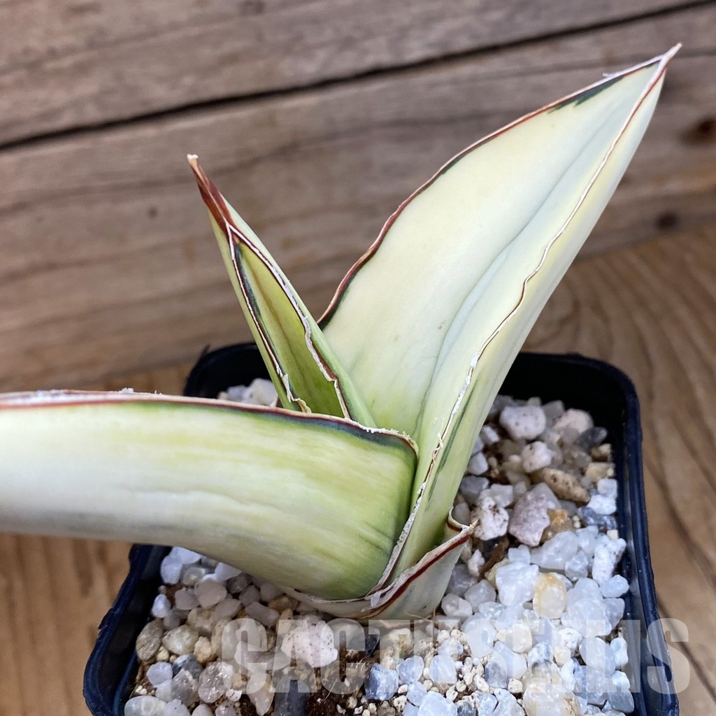 SH34013 Sansevieria robusta 'White'