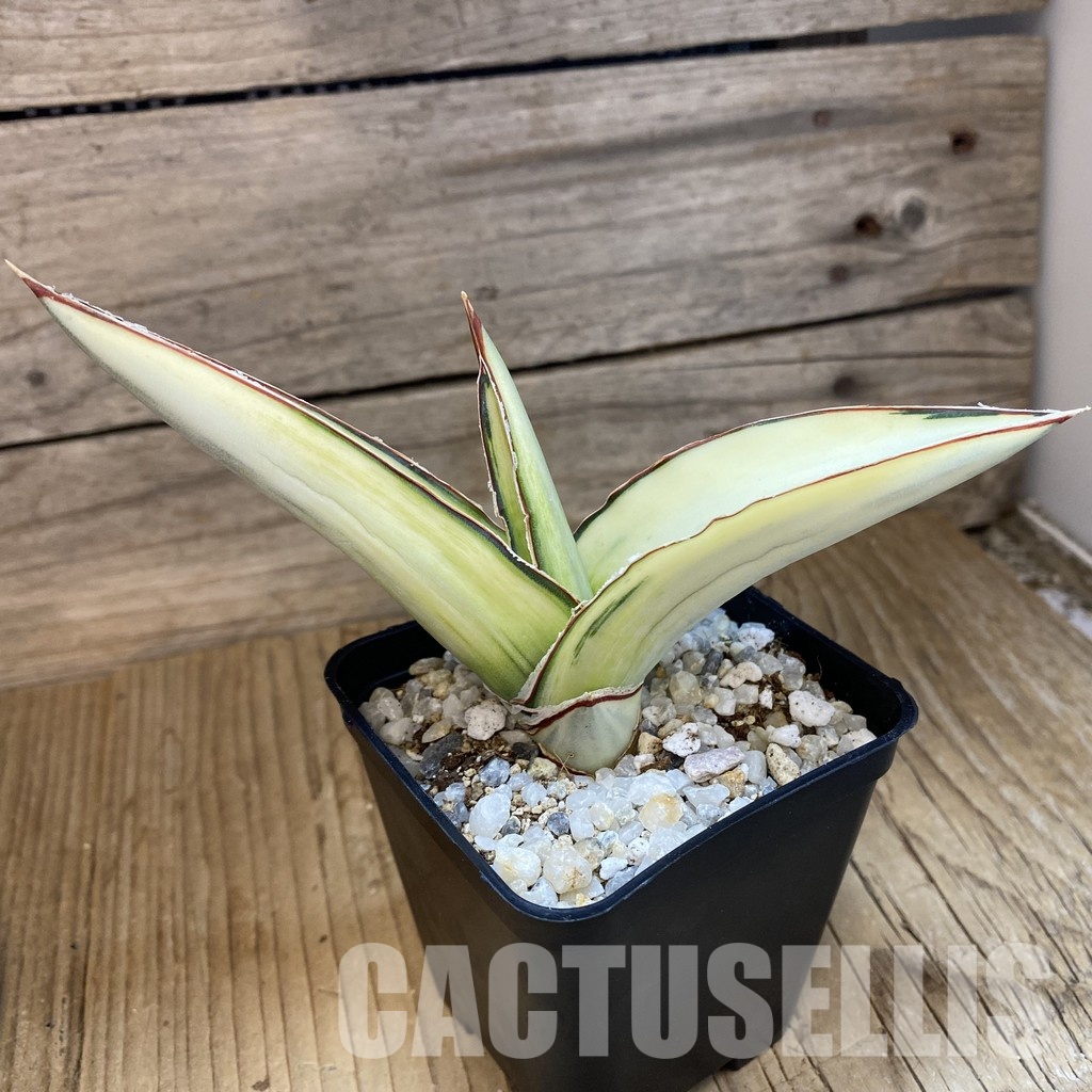SH34013 Sansevieria robusta 'White' - Image 3