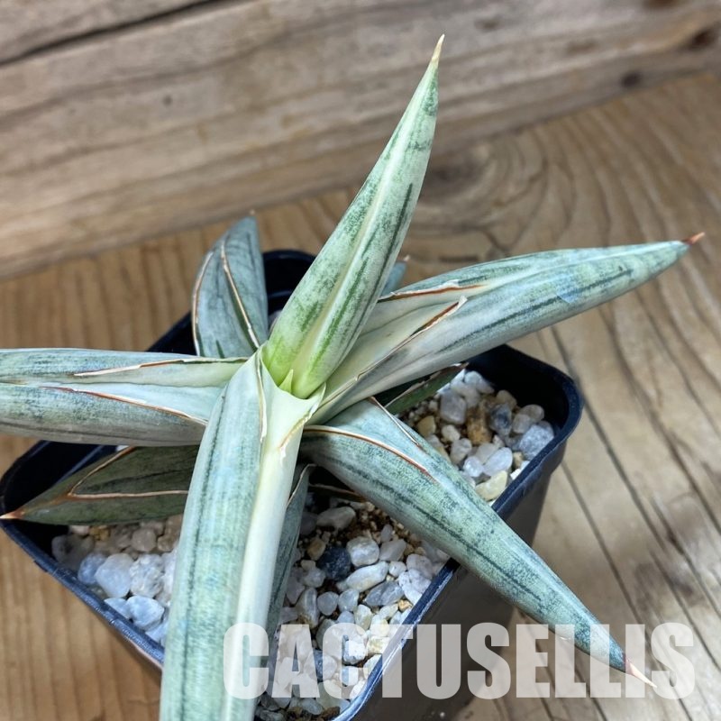 SH34009 Sansevieria 'Silver Clone'