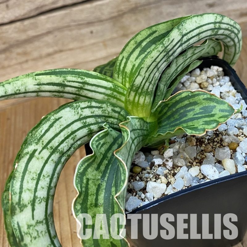 SH34014 Sansevieria 'Watermelon' hybrid
