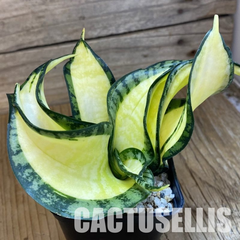 SH34015 Sansevieria ‘Golden Wendy’