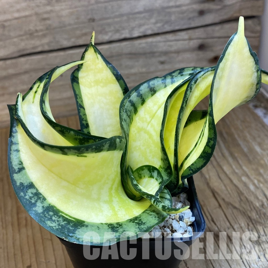 SH34015 Sansevieria ‘Golden Wendy’