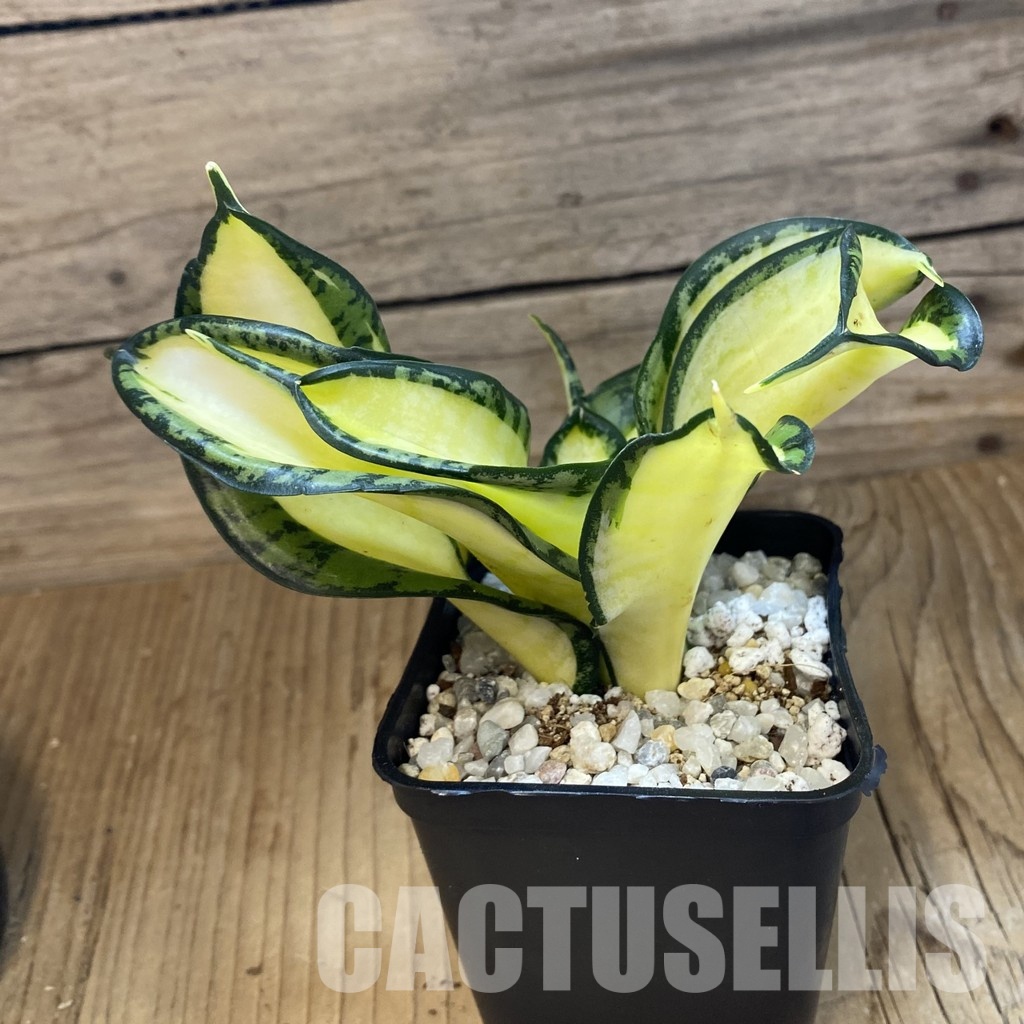 SH34015 Sansevieria ‘Golden Wendy’ - Image 2