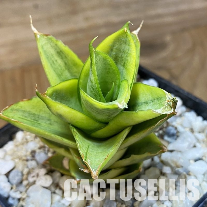 SH34016 Sansevieria ‘Pagoda’ hybrid f. variegata
