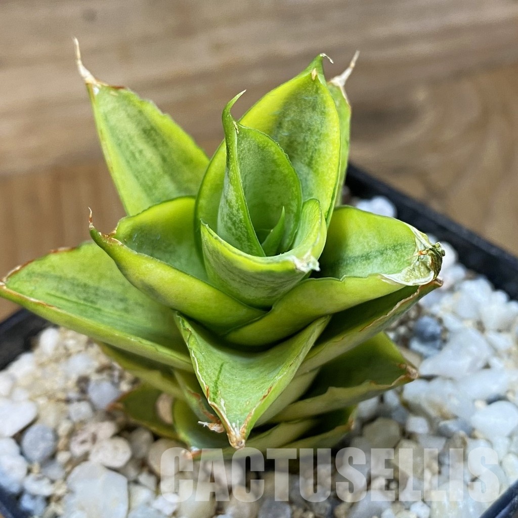 SH34016 Sansevieria ‘Pagoda’ hybrid f. variegata