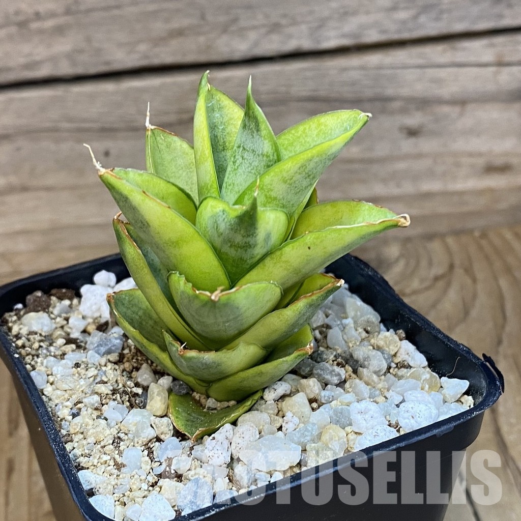 SH34016 Sansevieria ‘Pagoda’ hybrid f. variegata - Image 2