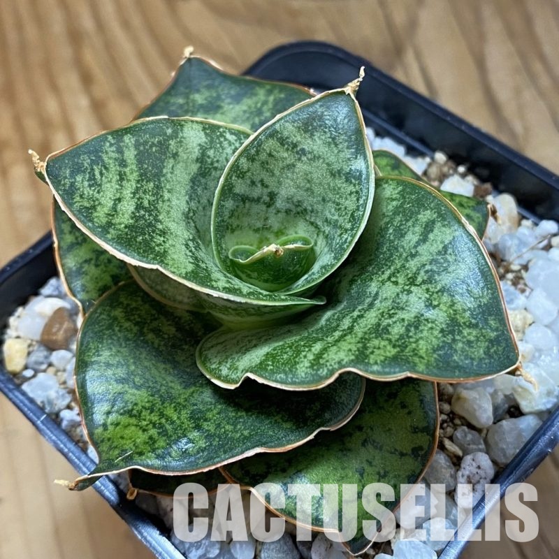 SH34017 Sansevieria 'Zaza’ hybrid
