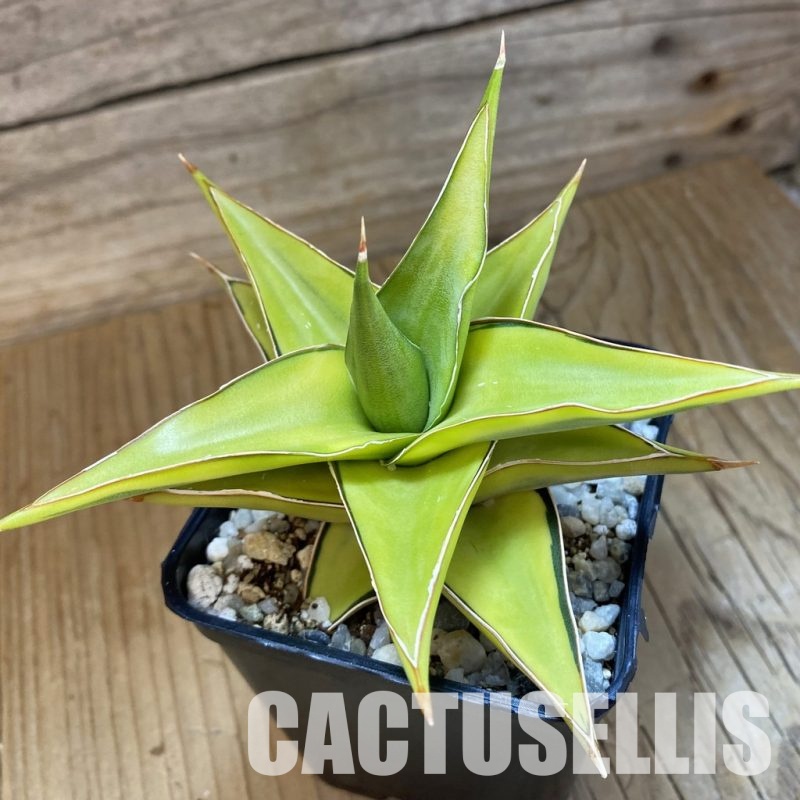 SH34018 Sansevieria ‘Blue leaf’ f. variegata
