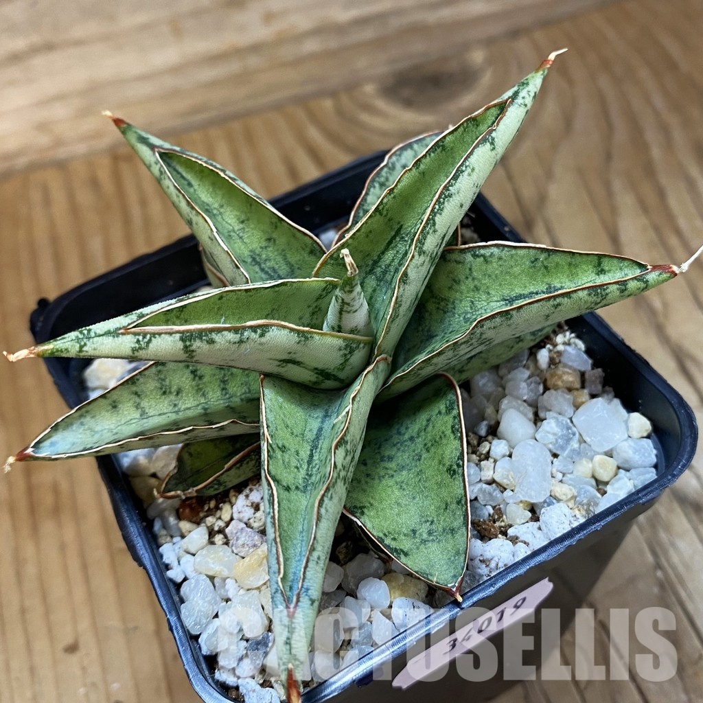 SH34019 Sansevieria ‘Dony’ hybrid - Image 2