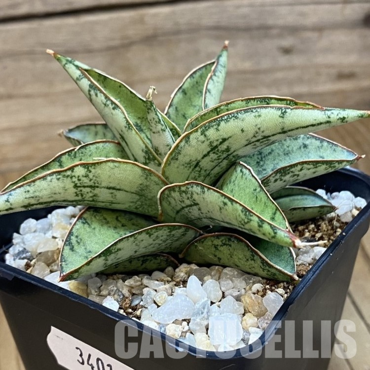 SH34019 Sansevieria ‘Dony’ hybrid