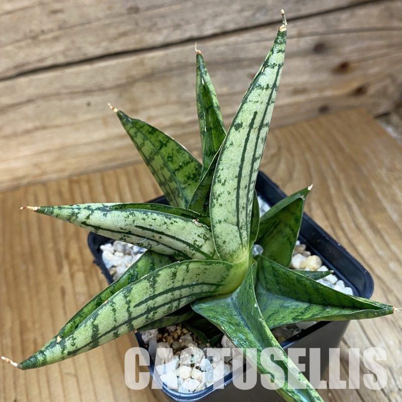 SH34020 Sansevieria 'Manja' hybrid