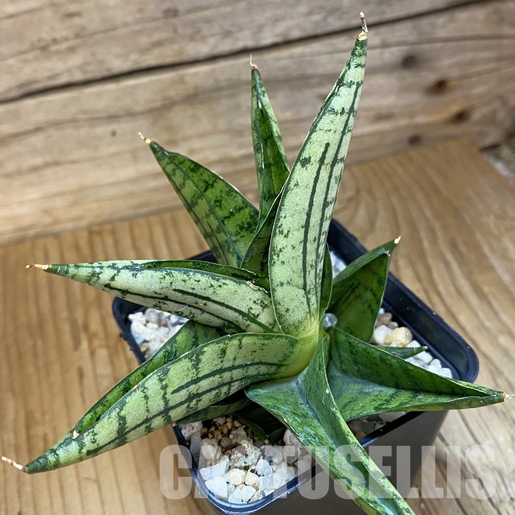 SH34020 Sansevieria 'Manja' hybrid