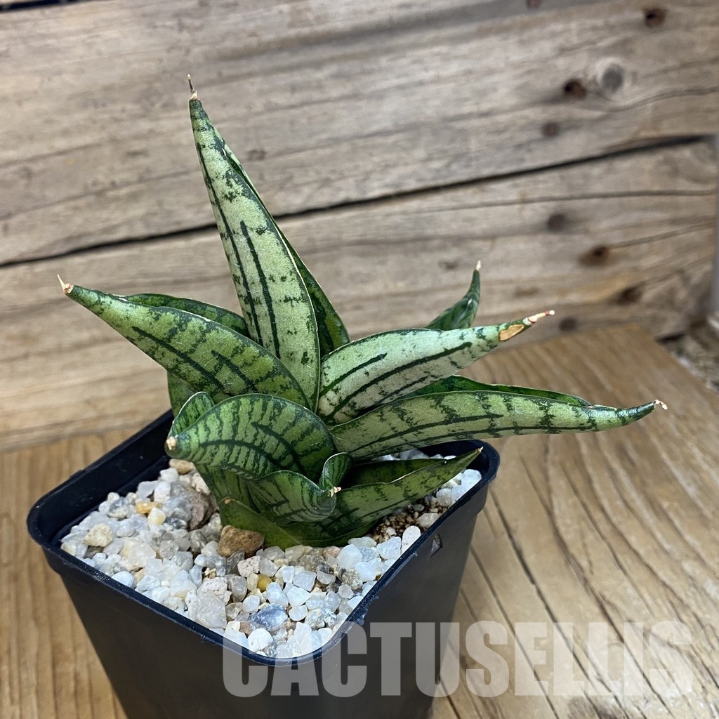 SH34020 Sansevieria 'Manja' hybrid - Image 2