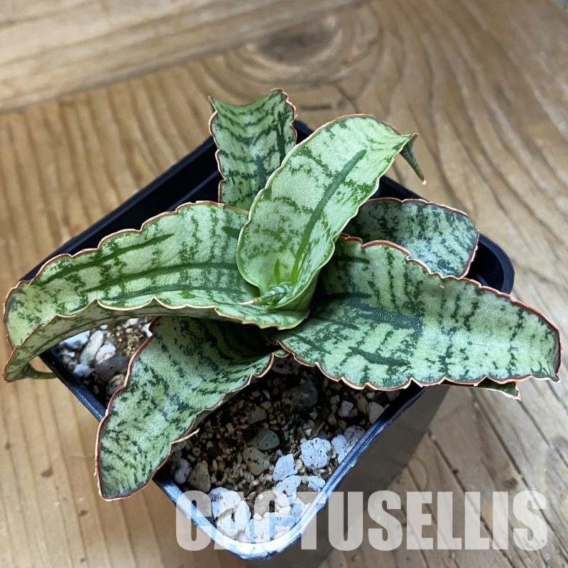 SH34021 Sansevieria 'Arboyo' hybrid