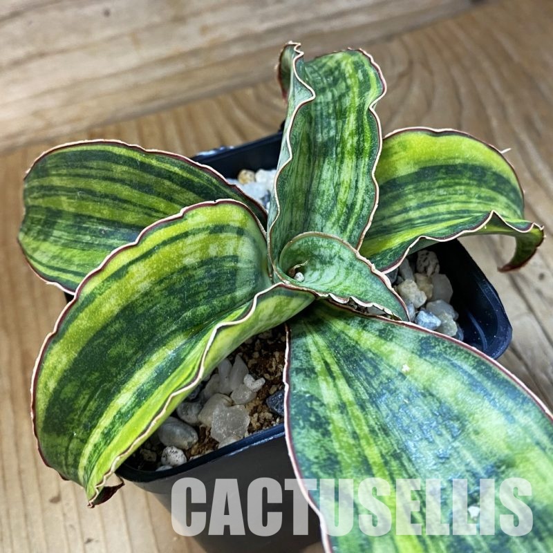 SH34022 Sansevieria ‘Macrophylla’ f. variegata
