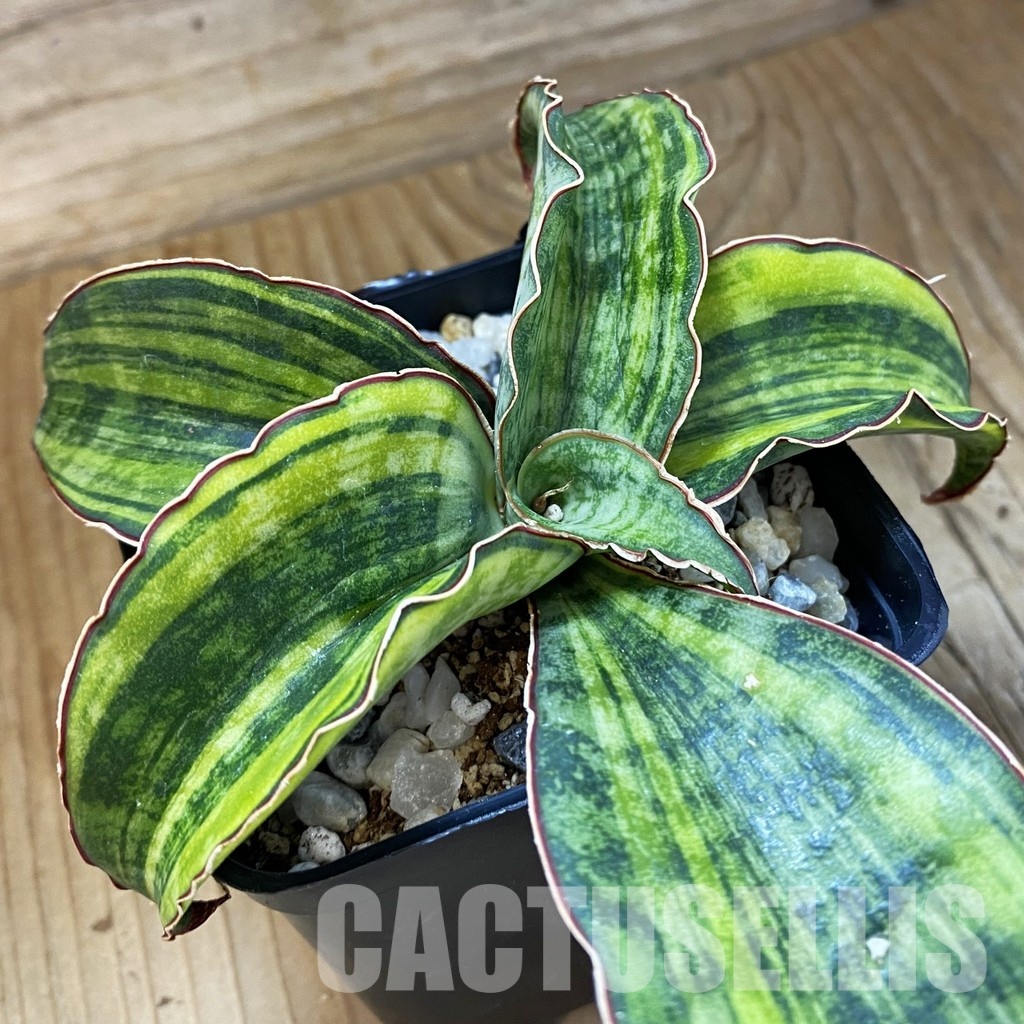 SH34022 Sansevieria ‘Macrophylla’ f. variegata