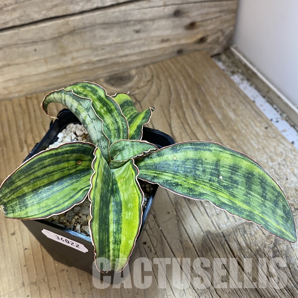 SH34022 Sansevieria ‘Macrophylla’ f. variegata - Image 2