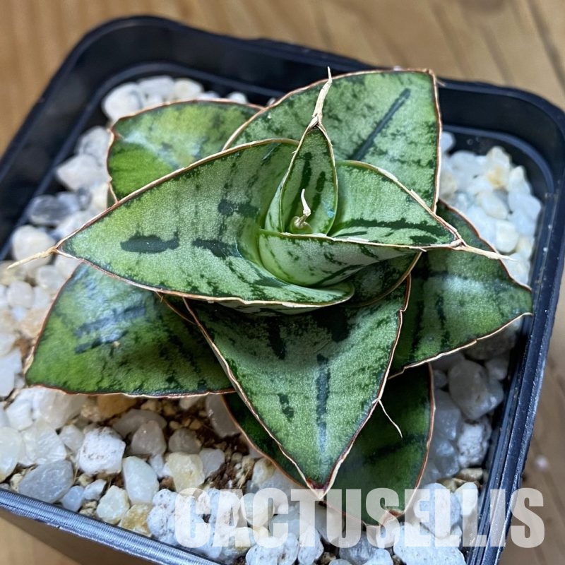SH34023 Sansevieria ‘Kaisar’ hybrid