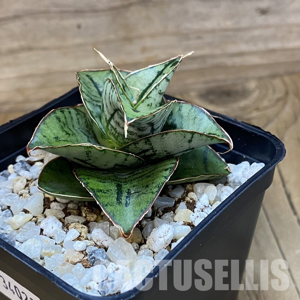 SH34023 Sansevieria ‘Kaisar’ hybrid - Image 2