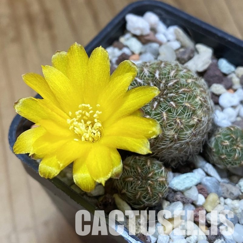 SH34024 Sulcorebutia elizabethae VZ 204