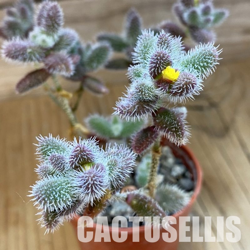 SH34025 Delosperma echinatum