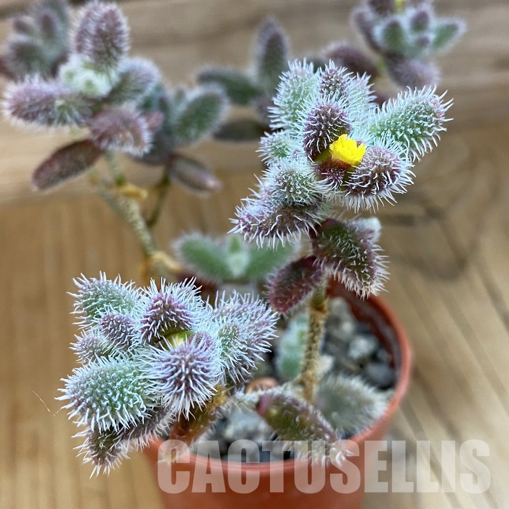 SH34025 Delosperma echinatum