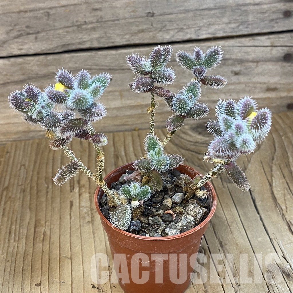 SH34025 Delosperma echinatum - Image 2