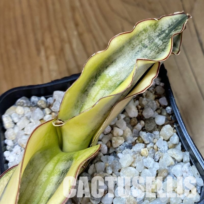 SH34010 Sansevieria kirkii ‘White’