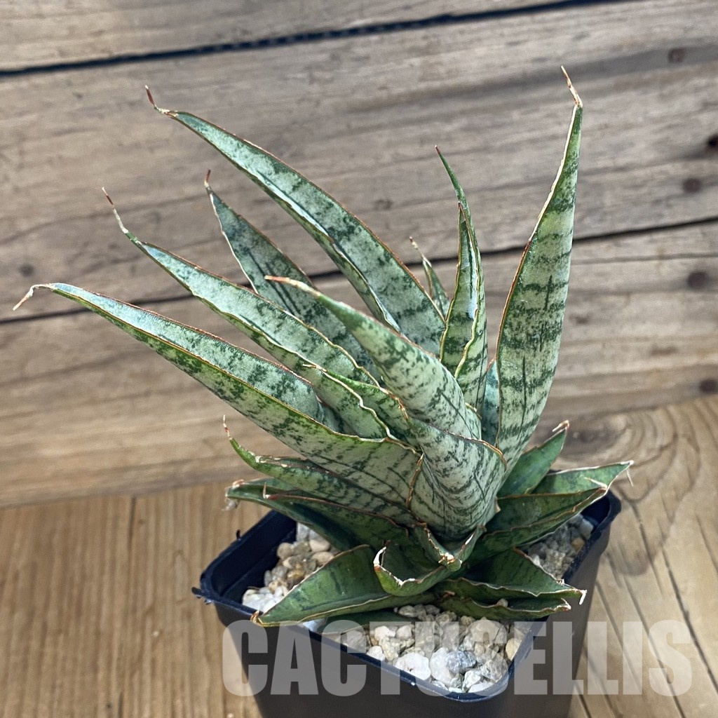 SH34075 Sansevieria ‘Sweet Celery’ - 画像 (2)