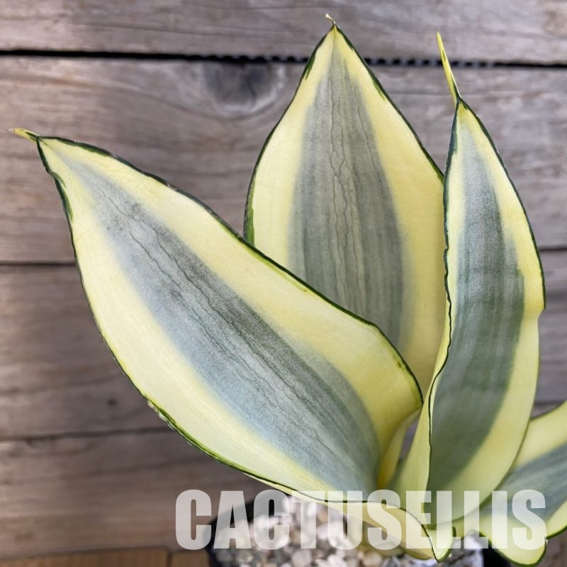 SH34078 Sansevieria ‘Moonshine Splash’