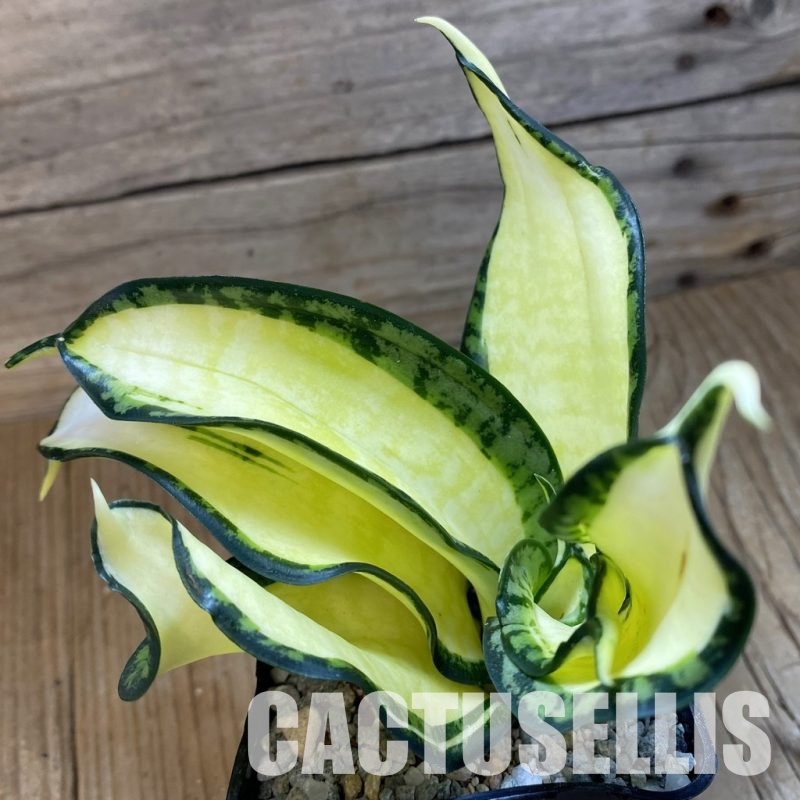 SH34079 Sansevieria ‘Golden Wendy’
