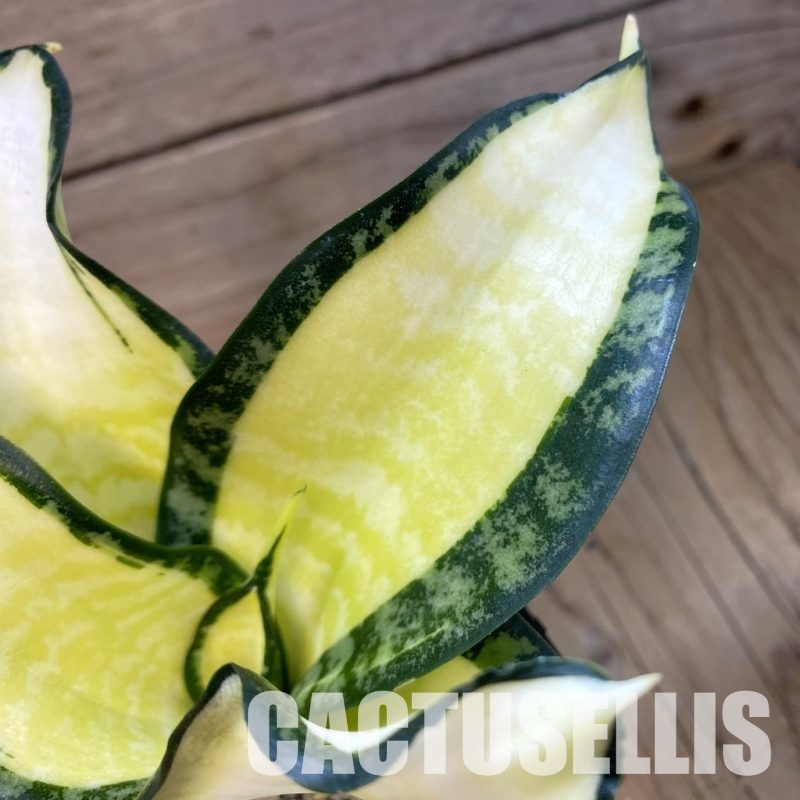 SH34080 Sansevieria ‘Golden Wendy’