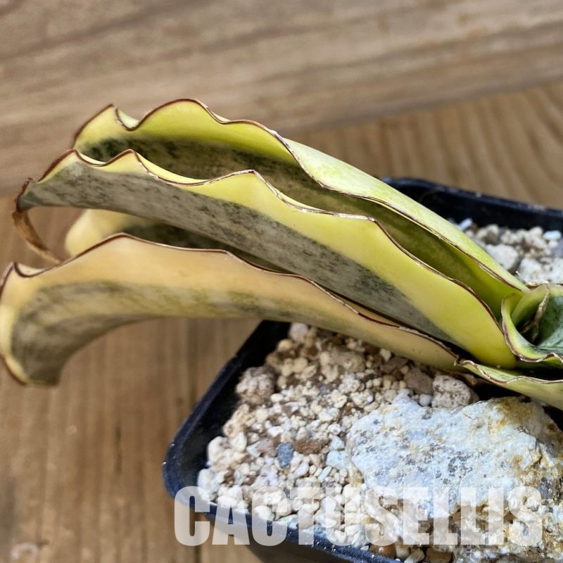 SH34082 Sansevieria kirkii ‘White’