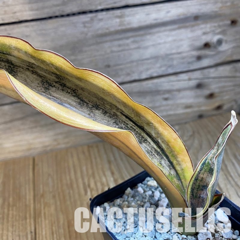 SH34083 Sansevieria kirkii ‘White’