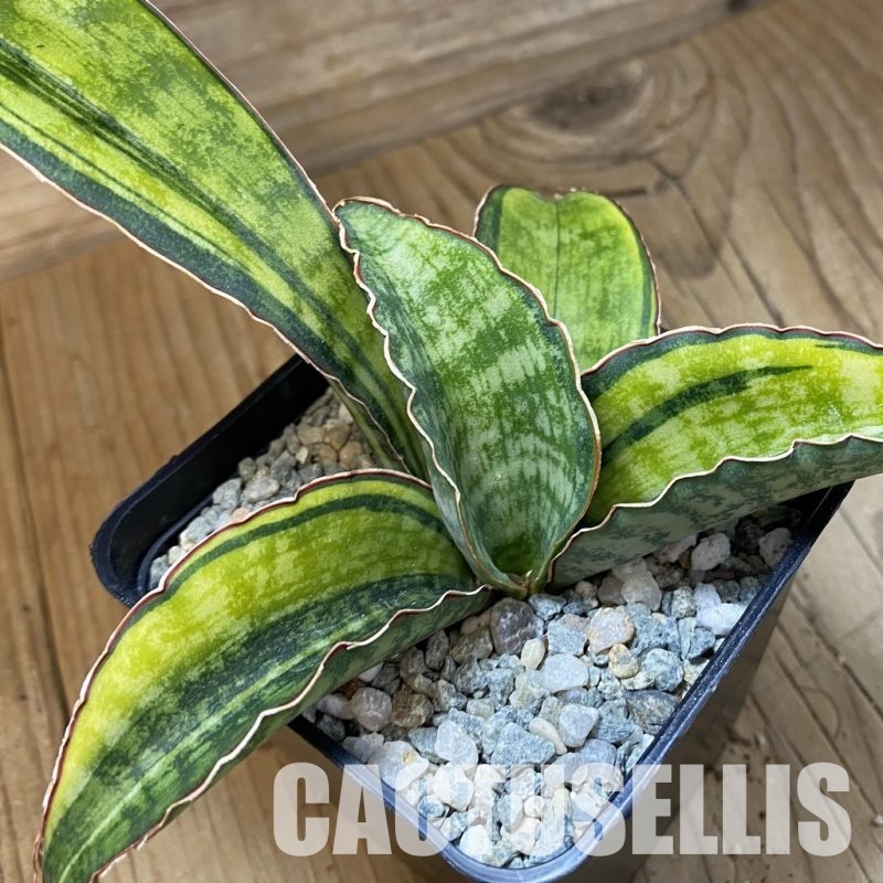 SH34084 Sansevieria ‘Macrophylla’ f. variegata