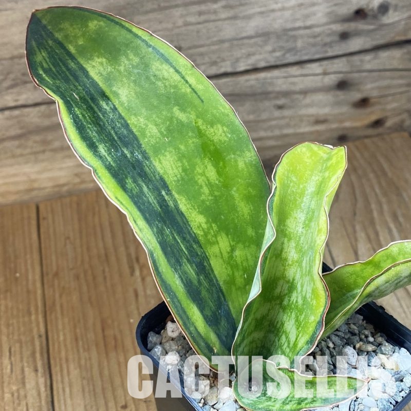 SH34085 Sansevieria ‘Macrophylla’ f. variegata