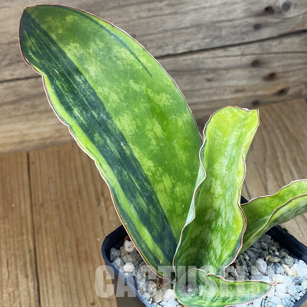 SH34085 Sansevieria ‘Macrophylla’ f. variegata