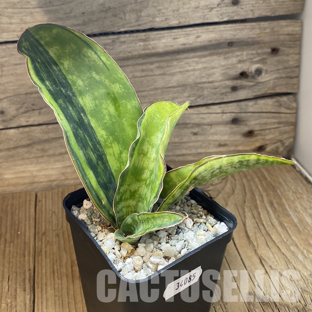 SH34085 Sansevieria ‘Macrophylla’ f. variegata - 画像 (2)