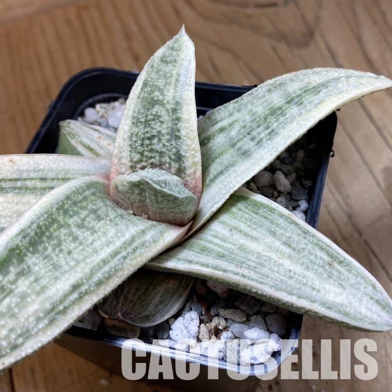 SH34086 Gasteria batesiana ‘White’