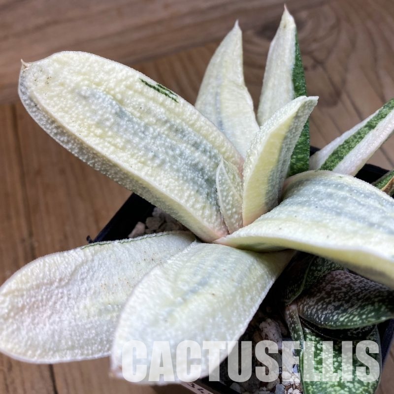 SH34087 Gasteria batesiana ‘White’