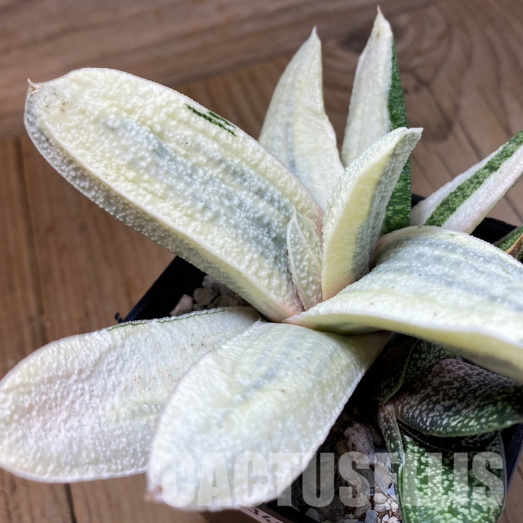 SH34087 Gasteria batesiana ‘White’