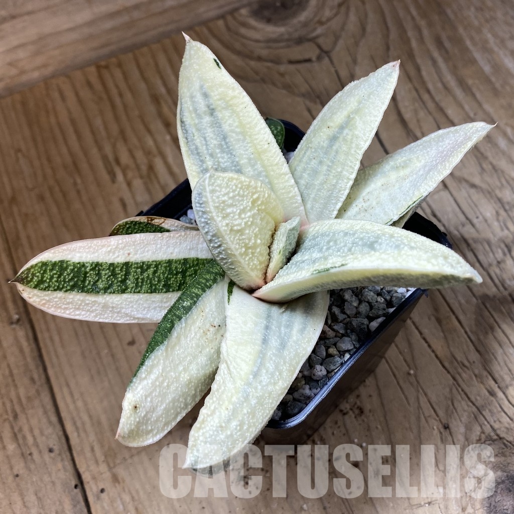 SH34087 Gasteria batesiana ‘White’ - 画像 (2)