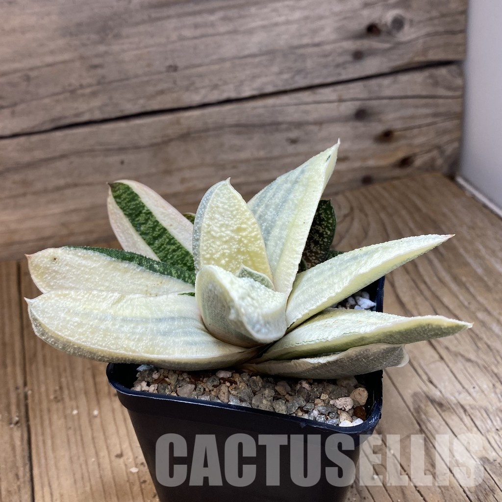 SH34087 Gasteria batesiana ‘White’ - 画像 (3)