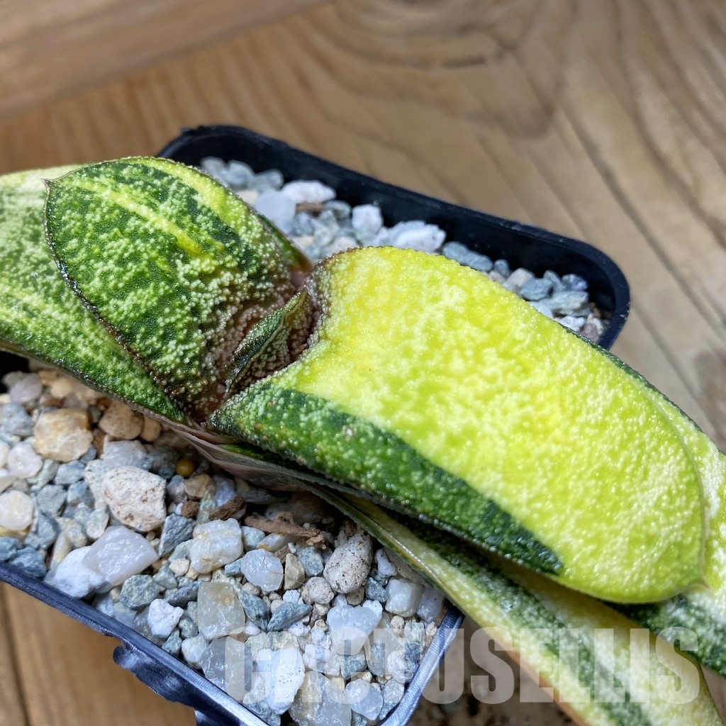 SH34088 Gasteria batesiana f. variegata, yellow