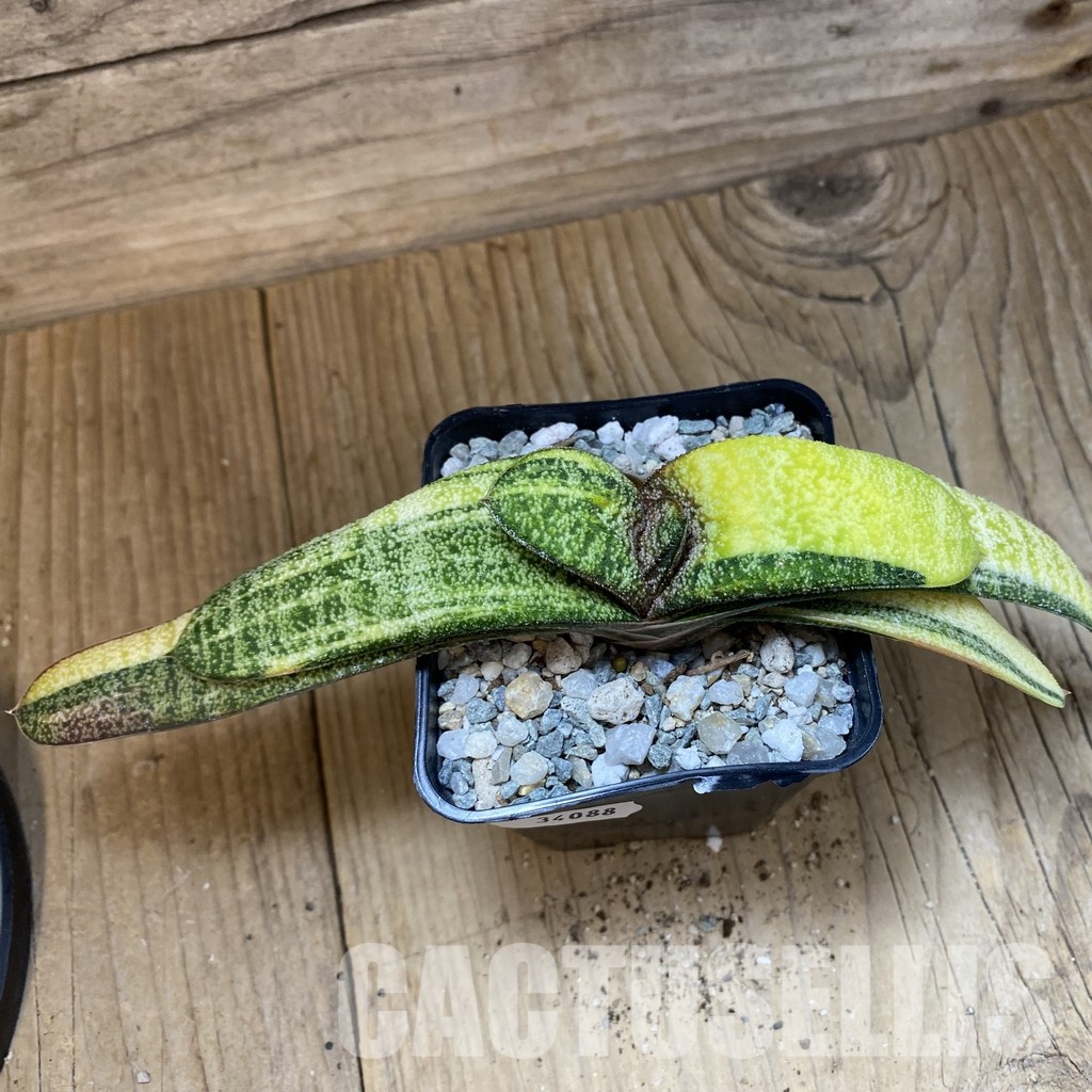 SH34088 Gasteria batesiana f. variegata, yellow - 画像 (2)