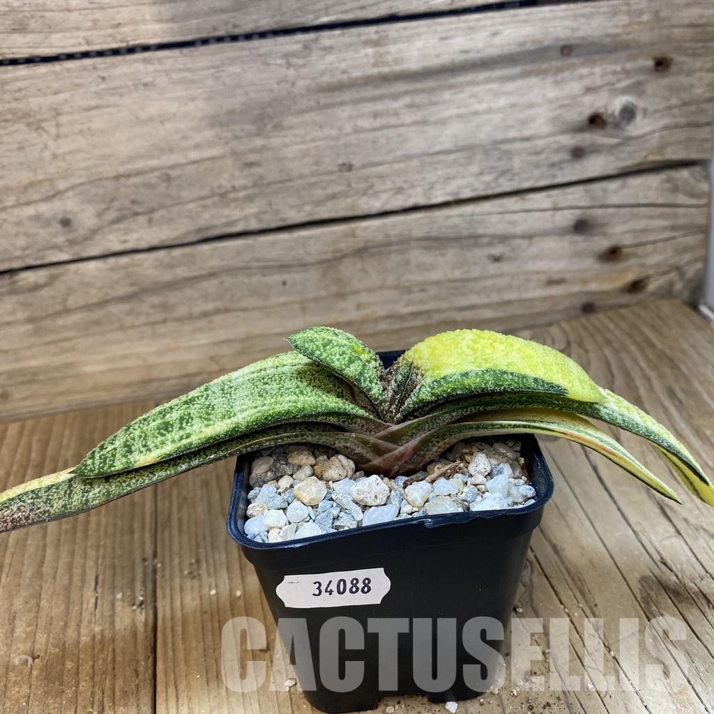 SH34088 Gasteria batesiana f. variegata, yellow - 画像 (3)