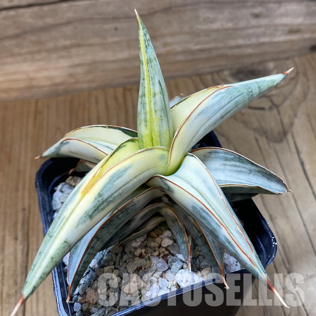 SH34048 Sansevieria ‘Blue Clone’