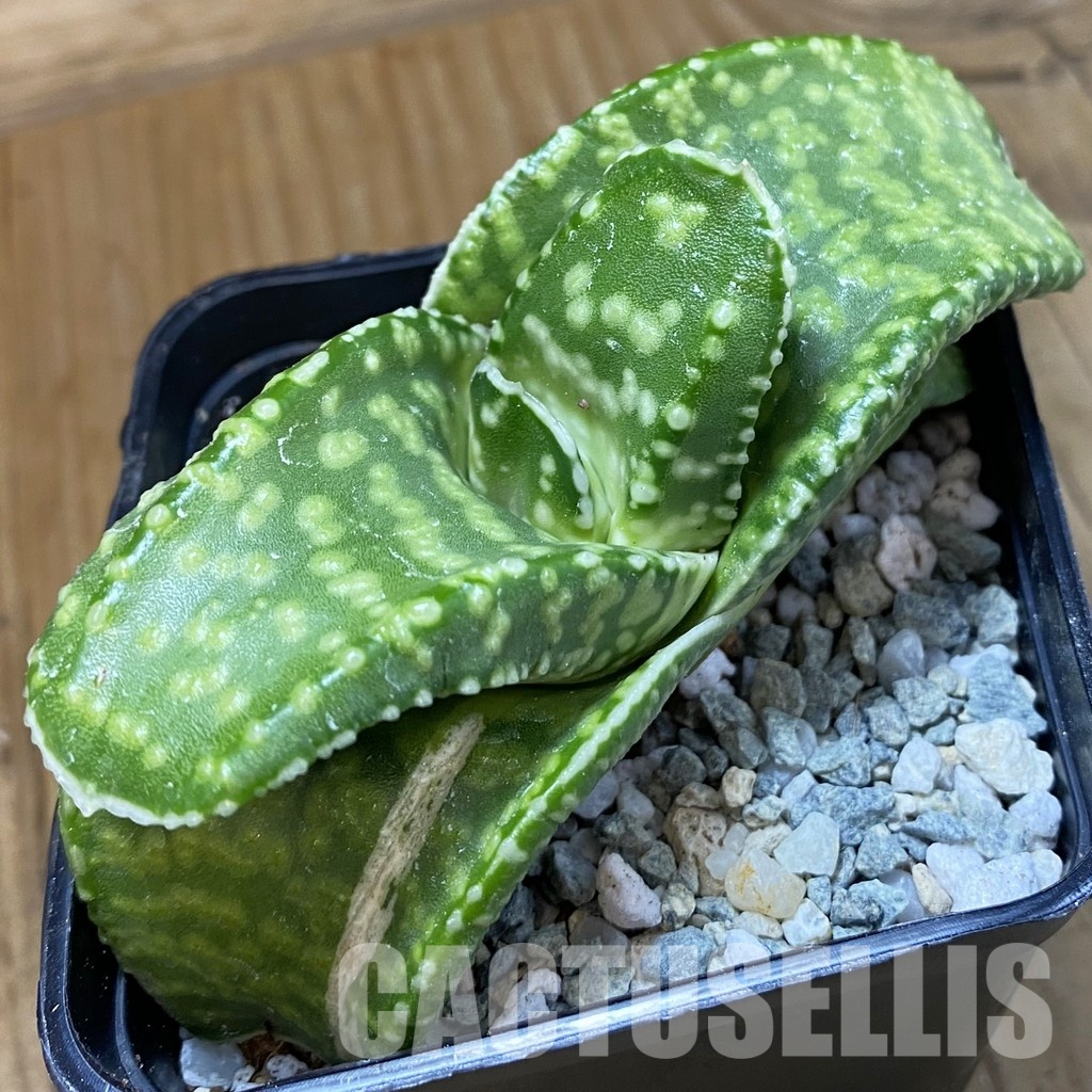 SH34091 Gasteria ‘Tiger Spot’