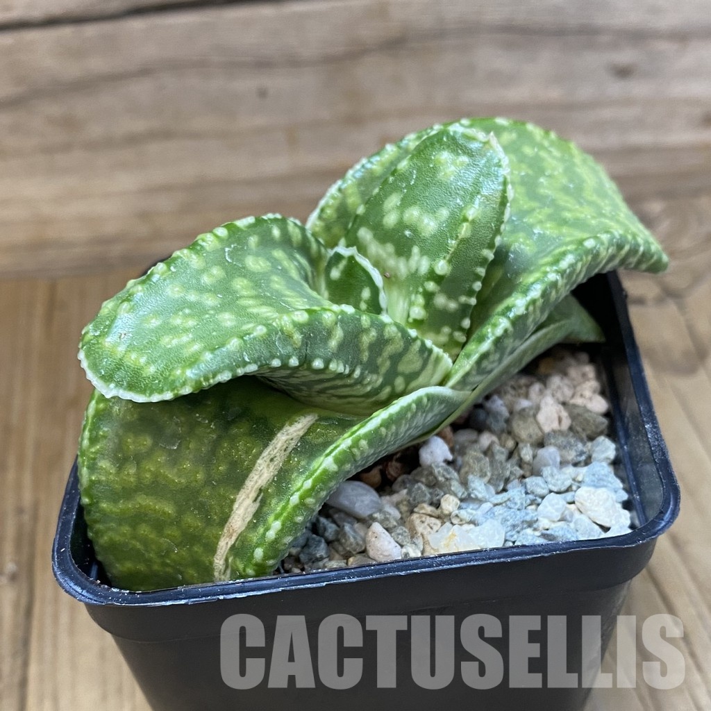 SH34091 Gasteria ‘Tiger Spot’ - 画像 (2)